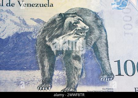 Porträt des südamerikanischen andenbären (Tremarctos ornatos) auf Venezuela Bolivar-Banknote (Schwerpunkt auf der Mitte) Stockfoto