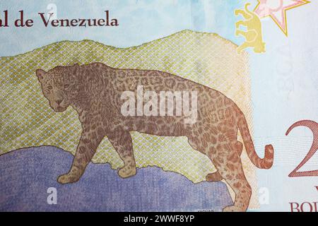 Porträt von Jaguar (Panthera onca ) auf Venezuela 20 bolivarische Banknote (Fokus auf Mitte) Stockfoto