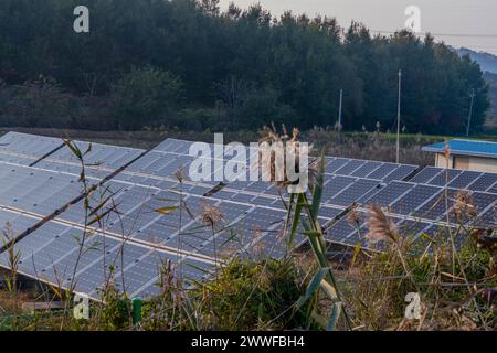 Reihen von Solarpaneelen auf dem Feld in ländlichen Gebieten mit immergrünen Bäumen im Hintergrund in Südkorea Stockfoto