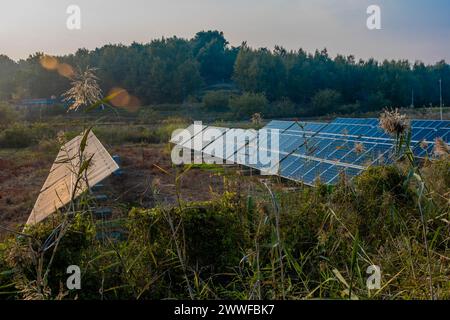 Reihen von Solarpaneelen in ländlichen Feldern mit immergrünen Bäumen im Hintergrund in Südkorea Stockfoto