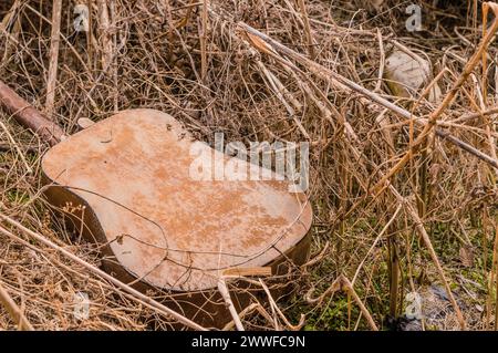 Eine alte, weggeworfene Gitarre in bewachsenem Gras, die eine Geschichte von Verfall und Vernachlässigung erzählt, in Südkorea Stockfoto