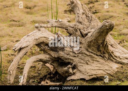 Nahaufnahme eines alten Treibholzes an einem Sandstrand mit dünnem grünem Gras in Südkorea Stockfoto
