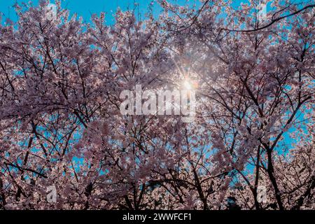 Die Sonne scheint durch die Zweige der zarten Kirschblüten mit blauem Himmel im Hintergrund in Daejeon, Südkorea Stockfoto