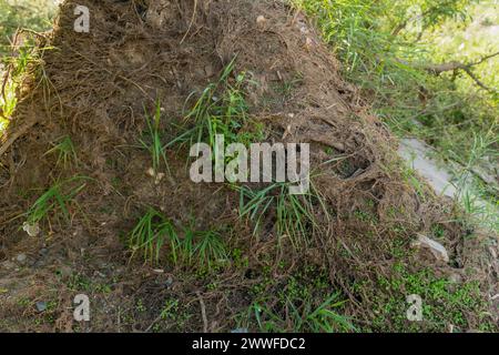 Nahaufnahme von entwurzelten Baumwurzeln, umgeben von grüner Vegetation, in Südkorea Stockfoto