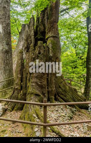 Ein alter ausgehöhlter Baumstamm, umgeben von einem schützenden Geländer inmitten von Waldgrün, in Südkorea Stockfoto
