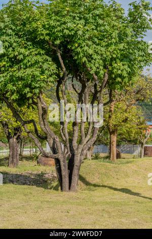 Grüner Baum mit dichtem Laub, der Schatten auf dem Gras in einer Parklandschaft wirft, in Südkorea Stockfoto