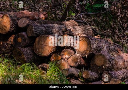 Sonnenlicht wirft Schatten auf geschnittene Stämme im Wald in Südkorea Stockfoto