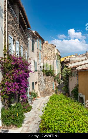 Typische Gasse in der Altstadt mit Bougainvillea an den Fassaden, Grimaud-Village, Var, Provence-Alpes-Cote d'Azur, Frankreich Stockfoto