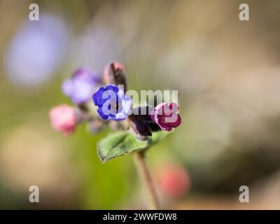 Wahres Lungenkraut oder gewöhnliches Lungenkraut (Pulmonaria officinalis), Blüten, Leoben, Steiermark, Österreich Stockfoto