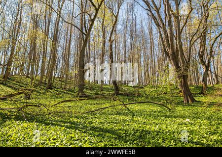 Üppig grüner Laubwald mit wilden Knoblauchblättern (Allium ursinum) auf dem Waldboden im Frühling Stockfoto