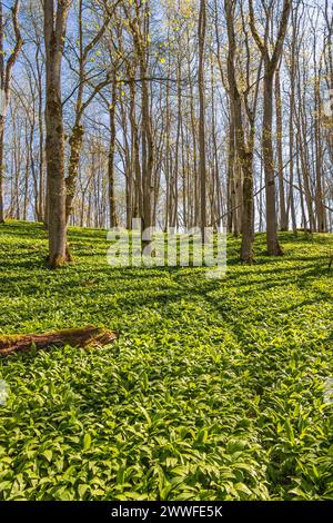 Üppig grüne Blätter des Wilden Knoblauchs (Allium ursinum) auf dem Waldboden in einem blühenden Wald im Frühling Stockfoto