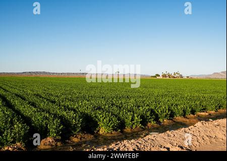 Farmfelder außerhalb von Yuma Arizona, USA. Stockfoto