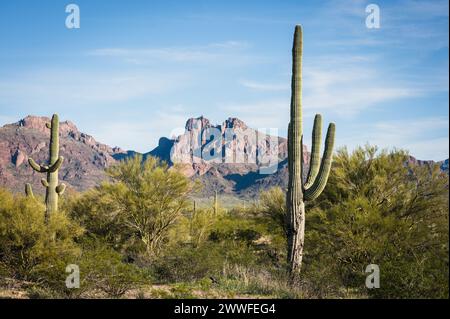 Saguaro und Orgel Pipe Cactus and Joshua Trees am Organ Pipe Cactus National Monument im südlichen Arizona, USA. Stockfoto