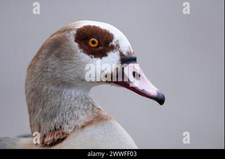 Ägyptische Gans (Alopochen aegyptiaca), Nahaufnahme von Kopf und Körperteil vor hellgrauem Hintergrund, abgeschnitten, Profilansicht, Blick auf die Stockfoto