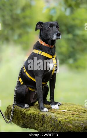 Haushund (Canis Lupus familiaris), schwarz, weiblich, älter, grauer Maul, aus Tierschutz, mit doppeltem Schutz, sitzend auf einem moosigen Felsen und Stockfoto