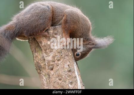 Rotes Eichhörnchen (Sciurus vulgaris), auf einem abgesägten Baumstamm liegend, Kopf nach oben gebeugt, am Stamm festgehalten, nach unten blickend, Pinsel Stockfoto