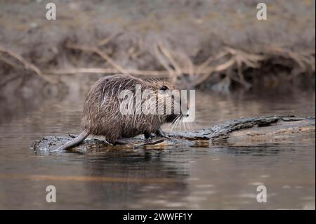 Nutria (Myocastor coypus), nass, auf einem liegenden Baumstamm im Wasser laufen, Profilansicht, Hintergrund verschwommener Uferrand der Äste, Rombergpark Stockfoto