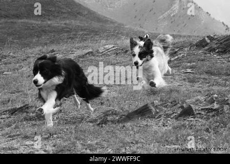 Zwei Border Collies laufen fröhlich auf einem grasbewachsenen Feld in einer dynamischen und verspielten Szene, erstaunliche Hunde in der Natur Stockfoto