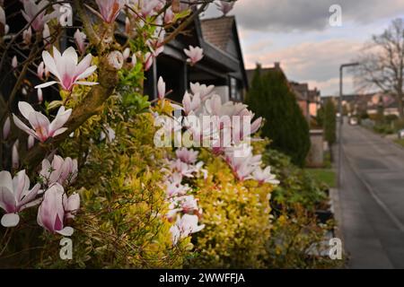 Iserlohn. Dank des Klimawandels ist der frühe Frühling früher gekommen als sonst. Die blühenden Pflanzen in den Vorgärten zeigen bereits ihre Stockfoto