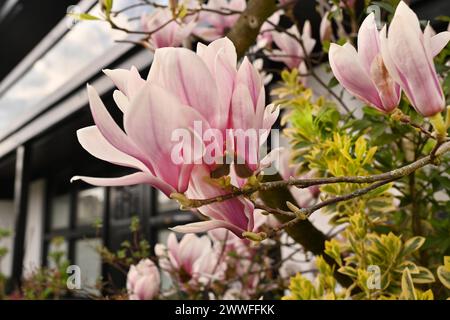 Iserlohn. Dank des Klimawandels ist der frühe Frühling früher gekommen als sonst. Die blühenden Pflanzen in den Vorgärten zeigen bereits ihre Stockfoto