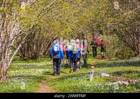 Wanderer auf einem Pfad in einem aufblühenden Haselnussbaum (Corylus avellana) und blühender Waldanemone (Anemone nemorosa) ein sonniger Frühlingstag Stockfoto