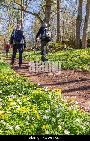 Männer wandern auf einem Waldweg in einem aufblühenden Wald mit blühender Holzanemone (Anemone nemorosa) und gelber Holzanemone (Anemone ranunculoides) Stockfoto