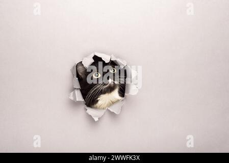 Schwarz-weiße Katze blickt durch einen zerrissenen Papierhintergrund. Überraschungskonzept. Stockfoto