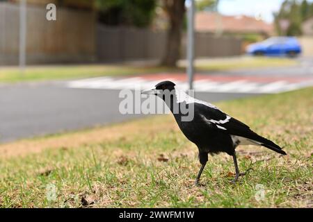 Seitenansicht einer australischen Elster, die auf dem Gras eines Naturstreifens spaziert, mit einer Vorstadtstraße und einem Speed Buckel im Hintergrund Stockfoto