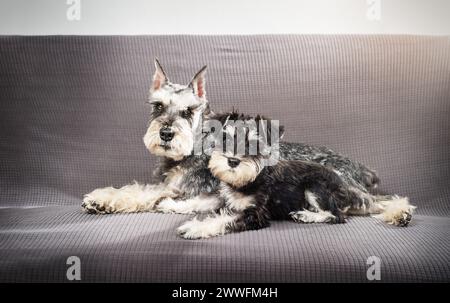 Hund und Welpe Schnauzer liegen zusammen auf dem Sofa Stockfoto