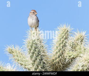 Ein Rufus-geflügelter Sperling sitzt zwischen Kaktusstacheln. Stockfoto