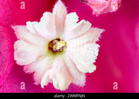 Weiße Bougainvillea-Blume mit rosa, roten Brakts, Extreme Macro, Nahaufnahme. Stockfoto
