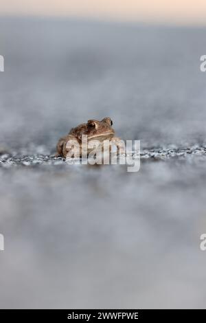 Porträt einer Kröte, die auf dem Bürgersteig sitzt Stockfoto