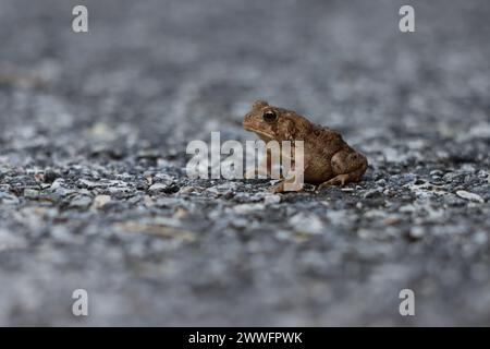 Profil einer Kröte, die auf dem Bürgersteig sitzt Stockfoto