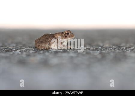 Seitenprofil einer auf Asphalt sitzenden Kröte Stockfoto