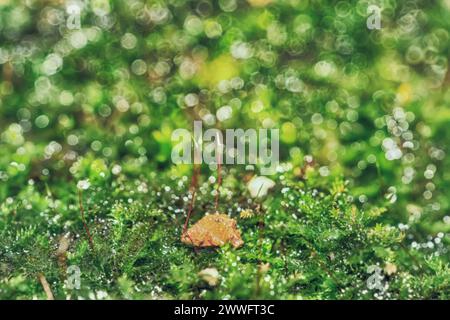 Abstrakter Naturhintergrund. Makrofoto von Waldmoos mit blauen Tau-Tropfen. Verschwommene und Bokeh. Schöne funkelnde Lichter, geeignet für Tapeten Stockfoto