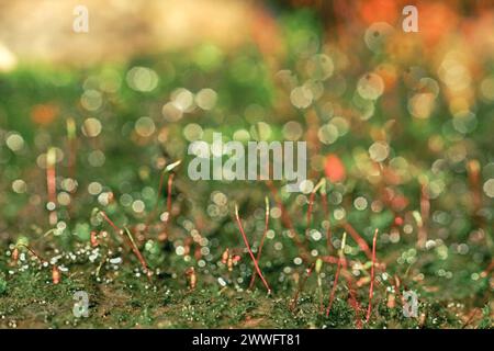 Abstrakter Naturhintergrund. Makrofoto von Waldmoos mit blauen Tau-Tropfen. Verschwommene und Bokeh. Schöne funkelnde Lichter, geeignet für Tapeten Stockfoto