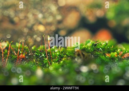 Abstrakter Naturhintergrund. Makrofoto von Waldmoos mit blauen Tau-Tropfen. Verschwommene und Bokeh. Schöne funkelnde Lichter, geeignet für Tapeten Stockfoto