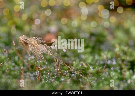 Abstrakter Naturhintergrund. Makrofoto von Waldmoos mit blauen Tau-Tropfen. Verschwommene und Bokeh. Schöne funkelnde Lichter, geeignet für Tapeten Stockfoto