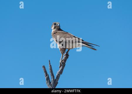 Ein brauner Falke (Falco berigora), der auf einem toten Baum thront, Western Australia, Australien Stockfoto