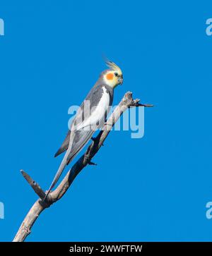 Ein Cockatiel (Nymphicus hollandicus), der auf einem toten Bein thront, Western Australia, Australien Stockfoto