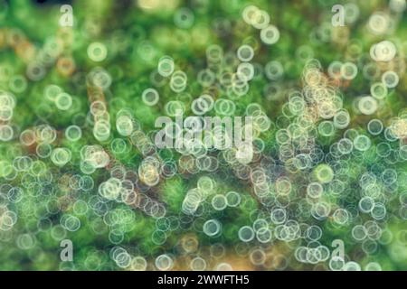 Abstrakter Naturhintergrund. Makrofoto von Waldmoos mit blauen Tau-Tropfen. Verschwommene und Bokeh. Schöne funkelnde Lichter, geeignet für Tapeten Stockfoto