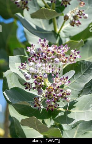 Apfel von Sodom (Calotropis procera) ist ein Schädling in Westaustralien Stockfoto