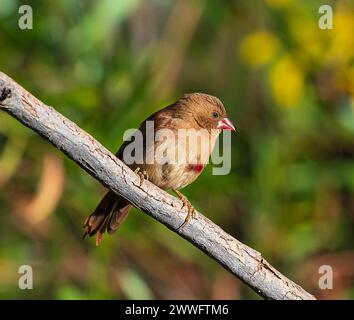 Auffälliges Porträt eines jungen Crimson Finch (Neochmia Phaeton), der auf einem Zweig im Mornington Wildlife Sanctuary, Kimberley Region, Western Austral thront Stockfoto