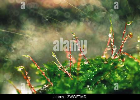 Abstrakter Naturhintergrund. Makrofoto von Waldmoos mit blauen Tau-Tropfen. Verschwommene und Bokeh. Schöne funkelnde Lichter, geeignet für Tapeten Stockfoto