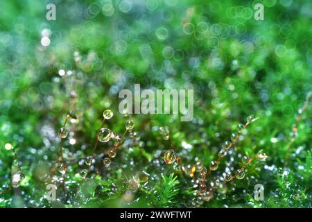 Abstrakter Naturhintergrund. Makrofoto von Waldmoos mit blauen Tau-Tropfen. Verschwommene und Bokeh. Schöne funkelnde Lichter, geeignet für Tapeten Stockfoto