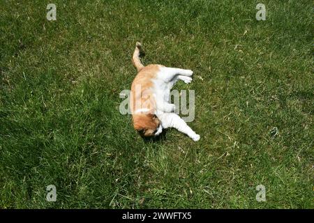 Eine orange-weiße Tabbykatze, die sich in der Sonne auf dem Gras ausruhen lässt. Stockfoto