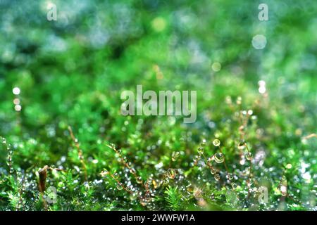 Abstrakter Naturhintergrund. Makrofoto von Waldmoos mit blauen Tau-Tropfen. Verschwommene und Bokeh. Schöne funkelnde Lichter, geeignet für Tapeten Stockfoto