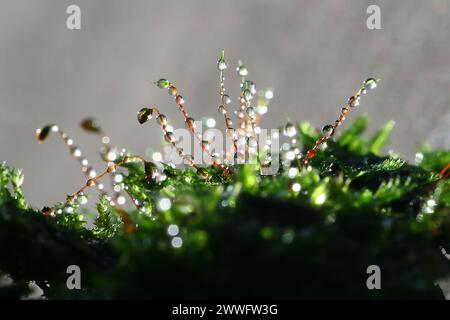 Abstrakter Naturhintergrund. Makrofoto von Waldmoos mit blauen Tau-Tropfen. Verschwommene und Bokeh. Schöne funkelnde Lichter, geeignet für Tapeten Stockfoto