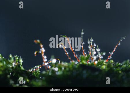 Abstrakter Naturhintergrund. Makrofoto von Waldmoos mit blauen Tau-Tropfen. Verschwommene und Bokeh. Schöne funkelnde Lichter, geeignet für Tapeten Stockfoto