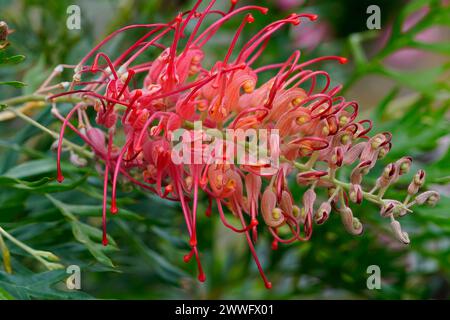 Bright Blush Grevillea blühende Pflanze Close-up, auch bekannt als Spinnenblume Stockfoto